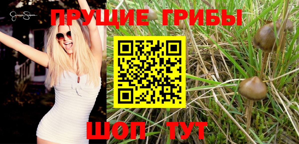 Галлюциногенные грибы Psilocybine cubensis Будённовск